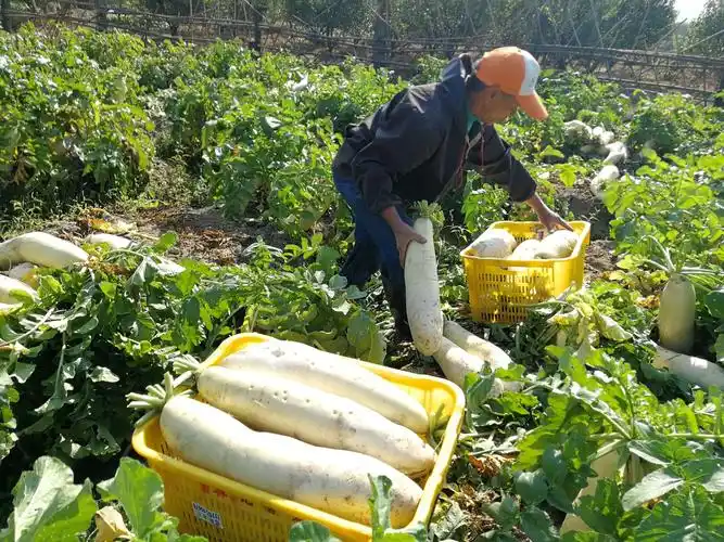 崖门富硒农产品备受外地游客青睐 期待黄茅海跨海通道通车后闯出更大市场