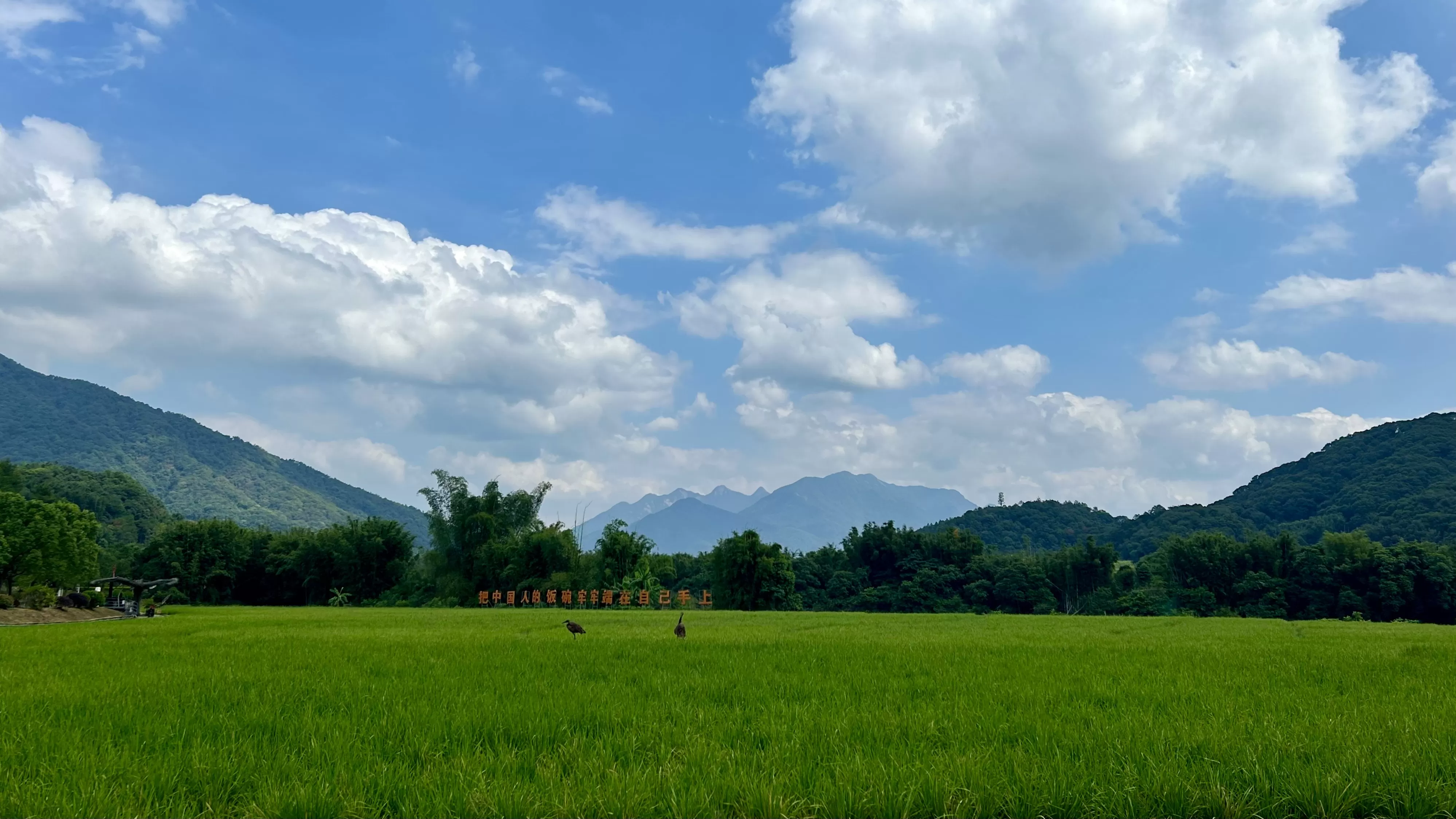 广州串联1000多个乡村资源点,打造2500公里乡村风景道