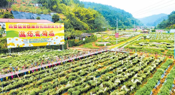 赏菊观景喝茶吃饭摘果遛娃体验农乐 高要菊花旅游文化节启动