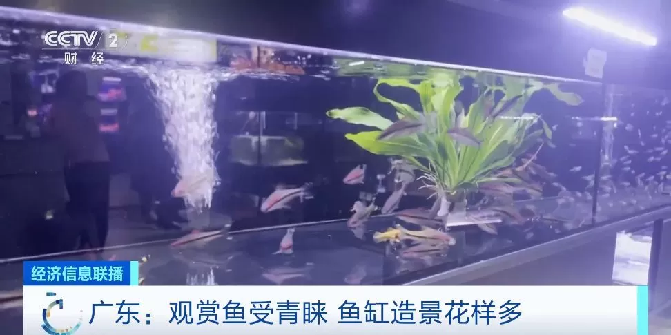 年产数百亿尾！广东观赏鱼火了！水族业年产值近400亿元