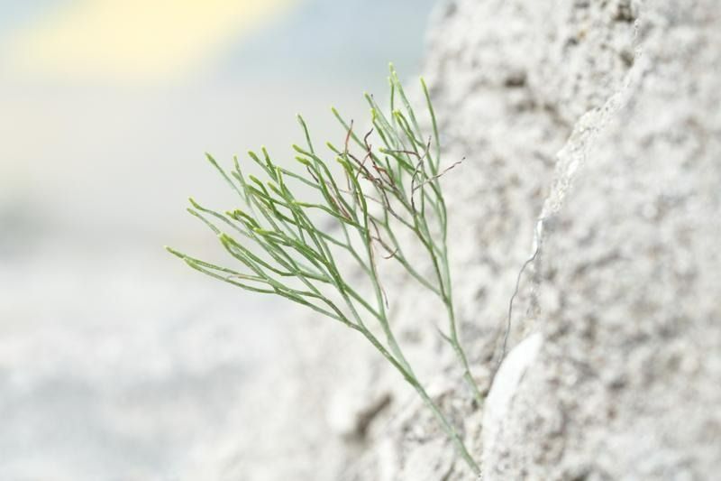 中山首次发现“最原始的维管植物”！